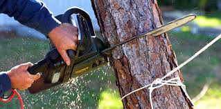 How Our Tree Care Process Works  in  Farmington, MI