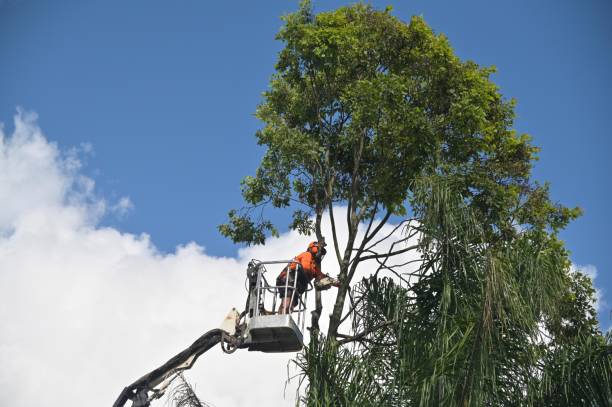 Best Seasonal Cleanup (Spring/Fall)  in Farngton, MI